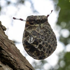 Könnte beinhalten: Nahaufnahme eines braunen und schwarzen Insekts mit einem strukturierten, segmentierten Körper. Das Insekt hat zwei lange, weiße Fühler mit violetten Spitzen.
