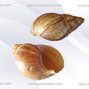 Gancho Pasador Con Caparazon De Caracol Para Cabello Gancho Pasador Con Caparazon De Caracol Para Cabello