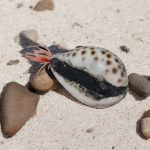 Può includere: Una conchiglia bianca e marrone con segni neri e un appendice piumato rosa e bianco. La conchiglia è sdraiata su una spiaggia di sabbia bianca.