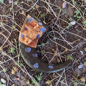 Könnte beinhalten: Ein großes, gebogenes, dunkel gefärbtes Objekt mit blauen Tupfen und einem braun-beigen Muster oben. Das Objekt liegt auf dem Boden inmitten kleiner Pflanzen und Erde. Das Objekt scheint ein dekorativer Gegenstand zu sein.