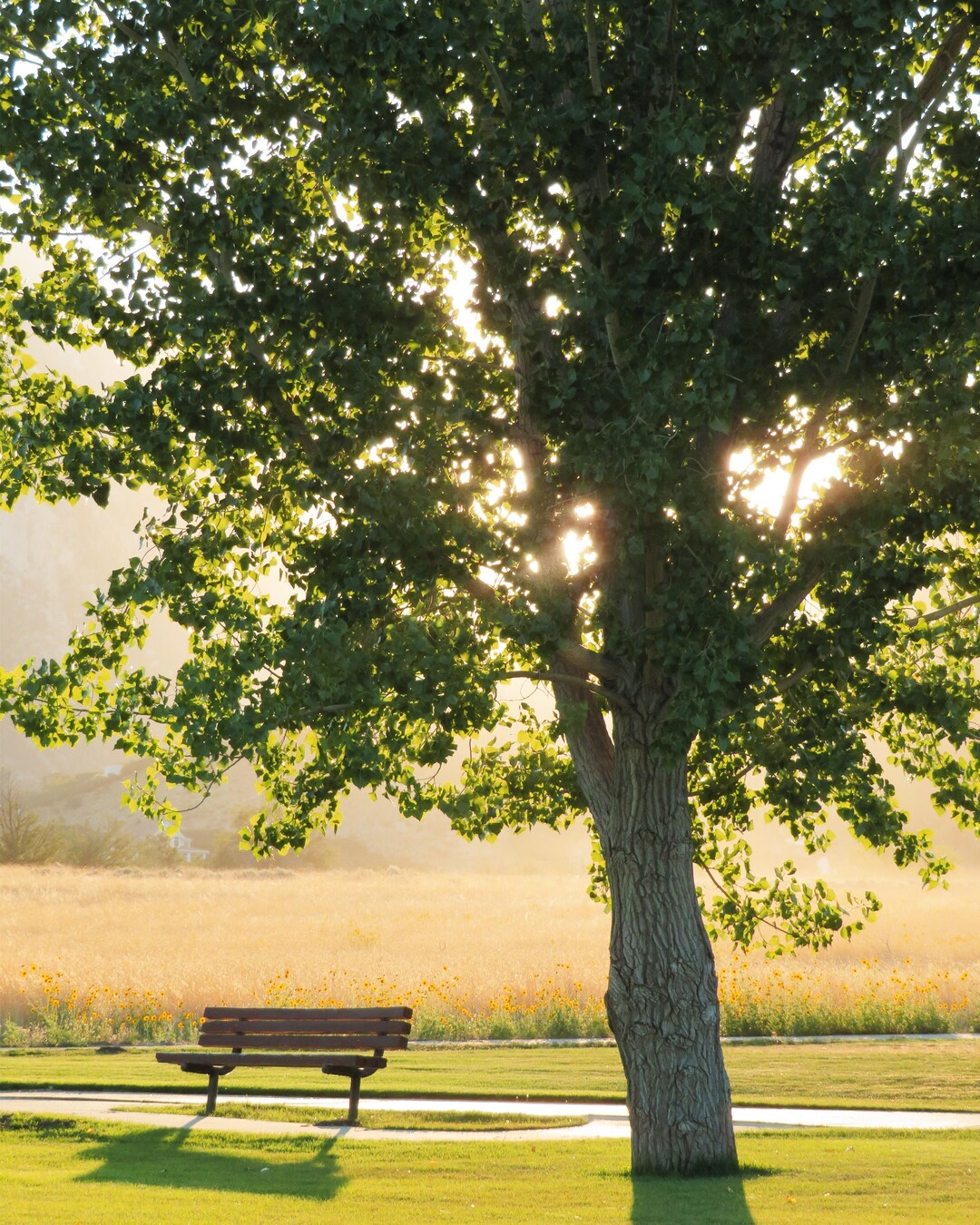 Nature Photograph trees Printable Art Peaceful Summer Morning - Etsy