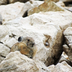 Pika - Nature Photograph (Mountain Wildlife); Digital Download