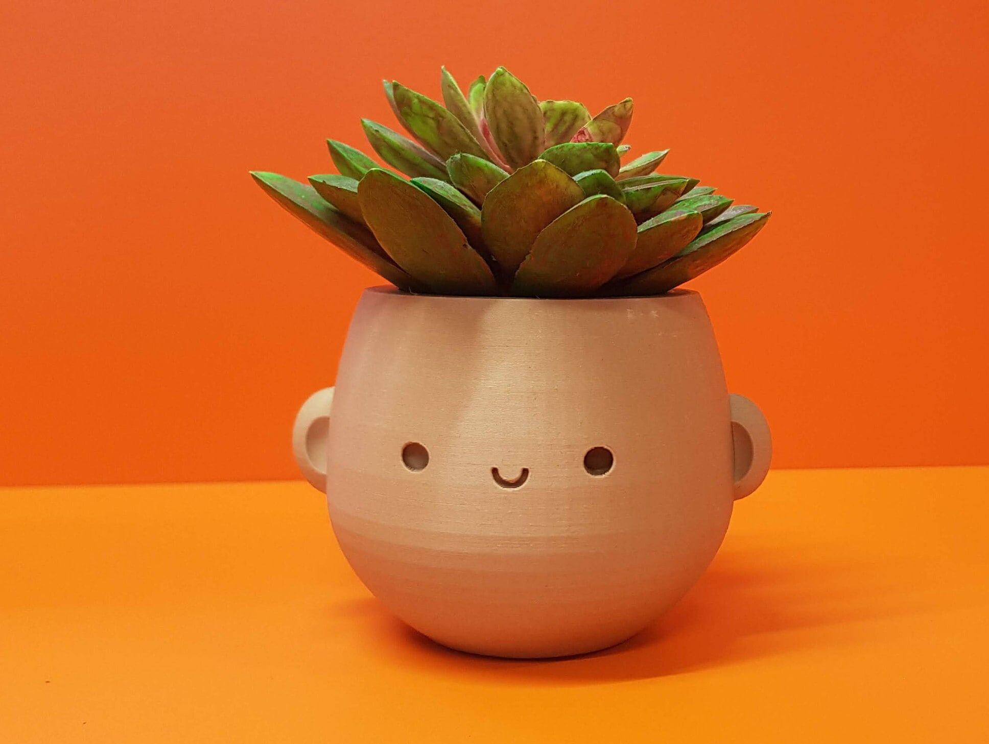 black knight plant Peperomia Black Knight Plant - 3" or 4" Pots