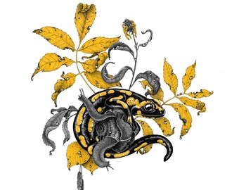 Salamander and Snail Art Print