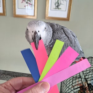 May include: A gray parrot is holding a bunch of colorful paper strips in its beak. The strips are pink, green, blue, and purple. The parrot is looking at the camera.