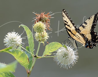 Eastern Tiger Swallowtail Butterfly Fine Art Photography Print