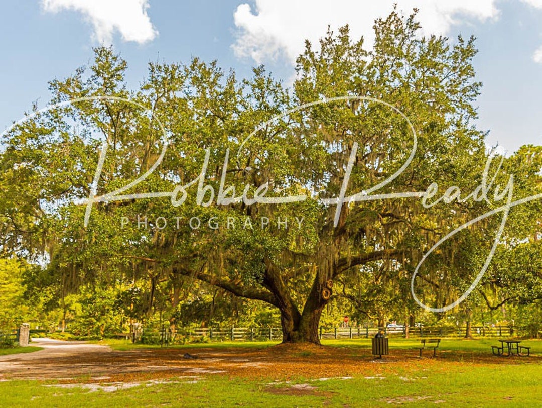 Pinckney Colony Preserve Photography Print Etsy