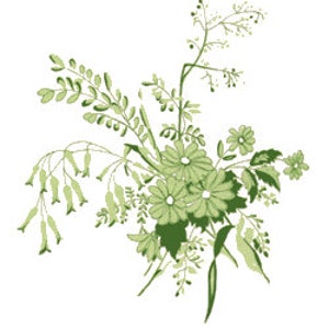 May include: A botanical illustration featuring a cluster of light green flowers and foliage. The design includes daisy-like blooms, delicate hanging bell-shaped blossoms, and various leafy stems rendered in shades of sage and forest green.