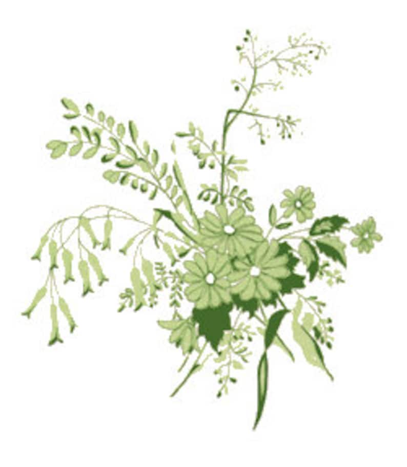 May include: A botanical illustration featuring a cluster of light green flowers and foliage. The design includes daisy-like blooms, delicate hanging bell-shaped blossoms, and various leafy stems rendered in shades of sage and forest green.