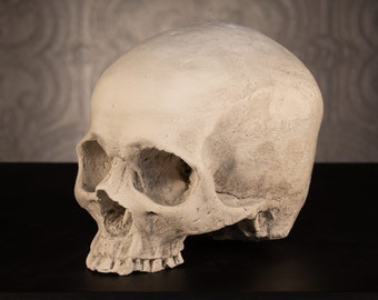 SKULL OF J.DOE Ornament | Human Skull Replica - Gothic Home Decor