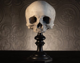 SKULL OF J.DOE Plinth | Human Skull Replica | Gothic Home Decor