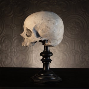 SKULL OF J.DOE Plinth Human Skull Replica Gothic Home image 3