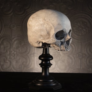 SKULL OF J.DOE Plinth Human Skull Replica Gothic Home image 4