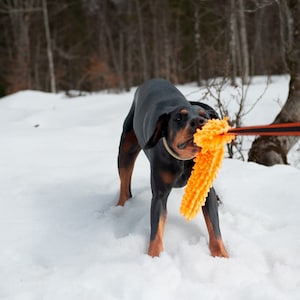 Paws Made XL (extra Long) Bungee Snoodle Dog Agility Flyball Tug Tugger Reward Bright