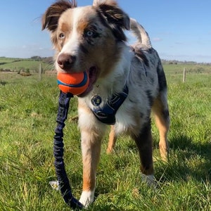 Paws Made Bungee Ultra Chuckit LARGE Ball LARGE Dog Toy Tug Tugger Agility Flyball