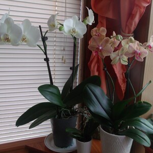 Pu&ograve; includere: Tre piante di orchidea in vaso con fiori bianchi e rosa. Le orchidee sono in vasi grigi e bianchi e sono su una superficie di legno.