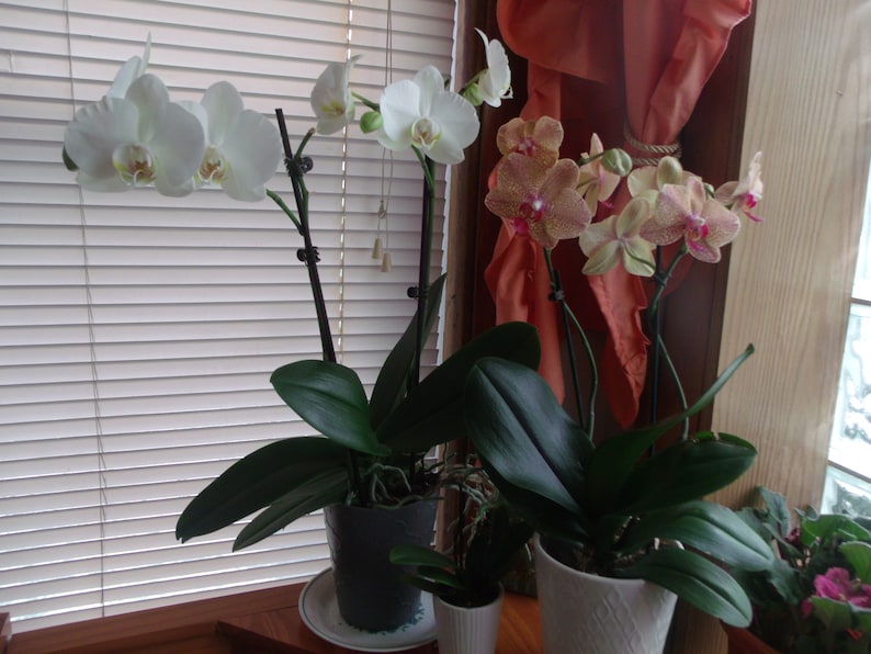 Pu&ograve; includere: Tre piante di orchidea in vaso con fiori bianchi e rosa. Le orchidee sono in vasi grigi e bianchi e sono su una superficie di legno.