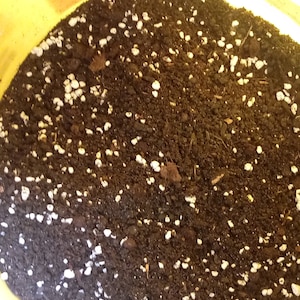 Pu&ograve; includere: Primo piano di un terriccio marrone con granuli di perlite bianchi. Il composto &egrave; in un secchio giallo.