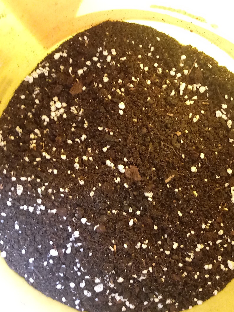 Pu&ograve; includere: Primo piano di un terriccio marrone con granuli di perlite bianchi. Il composto &egrave; in un secchio giallo.