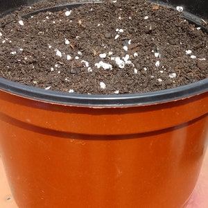 Pu&ograve; includere: Un vaso di plastica marrone pieno di terriccio marrone scuro e granuli di fertilizzante bianchi.