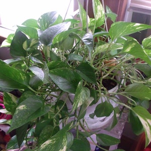 Pu&ograve; includere: Una pianta sospesa con foglie variegate verdi e bianche in un vaso bianco. La pianta &egrave; un pothos, anche conosciuto come edera del diavolo.