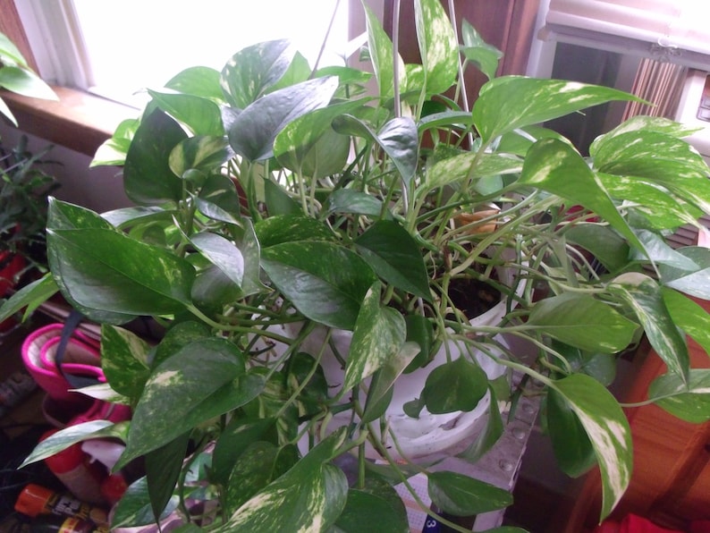 Pu&ograve; includere: Una pianta sospesa con foglie variegate verdi e bianche in un vaso bianco. La pianta &egrave; un pothos, anche conosciuto come edera del diavolo.