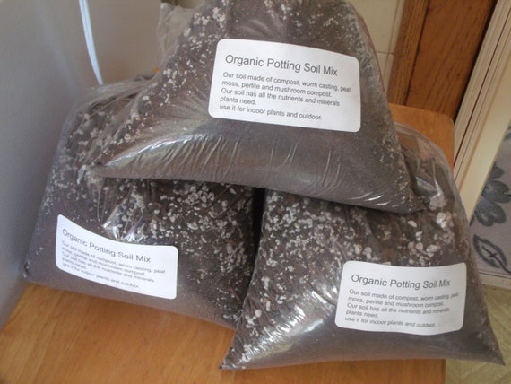2 gallon of areca palm trees Areca Palm ‘Dypsis lutescens’ 2 Gal. / Black / No Pot main image 1