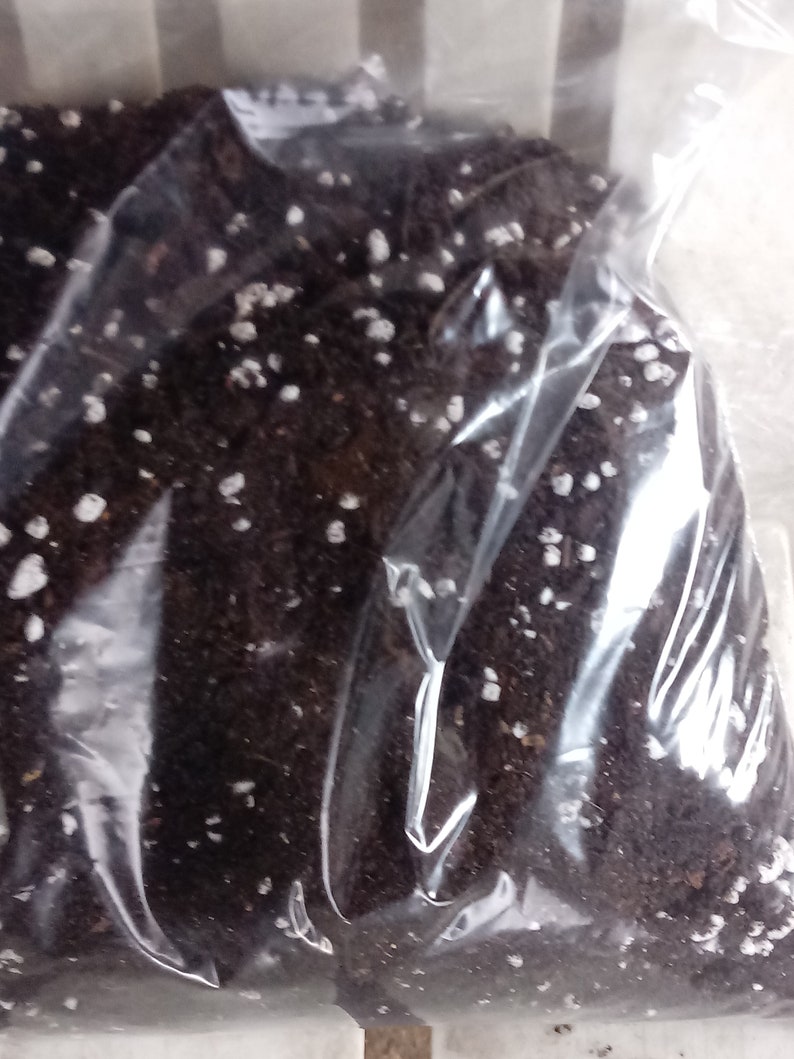 Pu&ograve; includere: Un sacchetto di plastica trasparente pieno di terriccio marrone scuro e perlite bianca. Il terriccio &egrave; una miscela di compost e altri materiali organici.