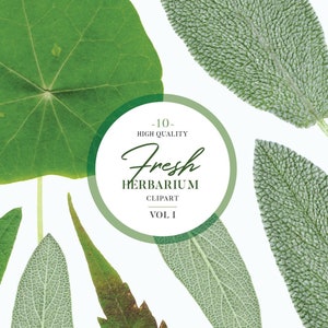 Vraies feuilles herbier PNG Clip art, 9 feuilles + 1 couronne de feuillage, clipart nature préservée, herbes fraîches réalistes
