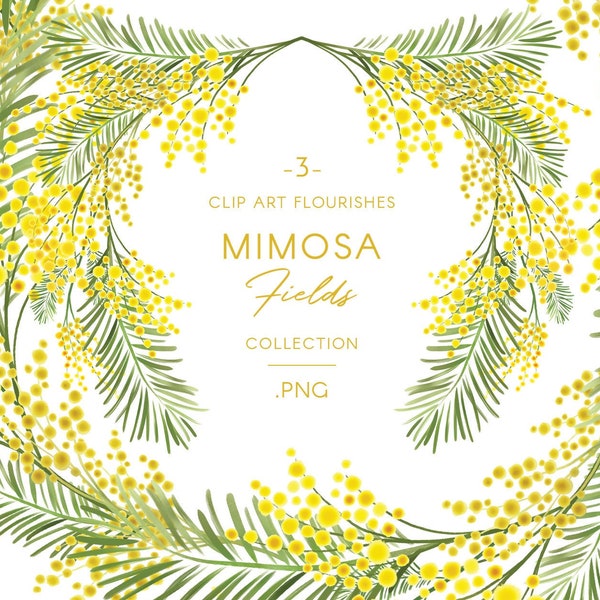 Mimosa flourish frame & wreath clip art, yellow Watercolor Acacia flowers graphics