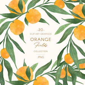 ClipArt di frutta e verde acquerello arancione, illustrazione moderna di frutta