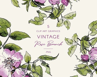 Vintage Rose clip art, botanical illustration, hand drawn sketch