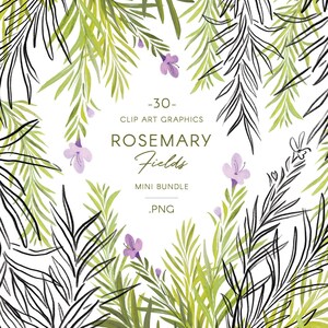 Rosemary Flowers & Foliage Clip Art Line Art Botanical - Etsy