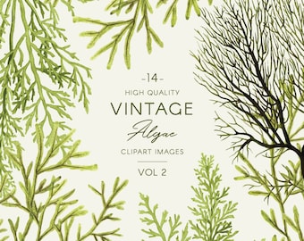 Groene algen illustraties, vintage aquarel botanische illustraties, zeewierafbeeldingen en kransen