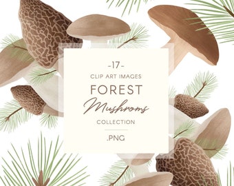 Forest mushroom clip art, watercolor fungi PNG, mushrooms illustration