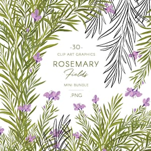 Clipart de flores e folhagens de alecrim, arte linear + ilustrações botânicas