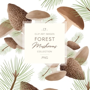Image clipart champignon forestier, aquarelle de champignons PNG, illustration de champignons