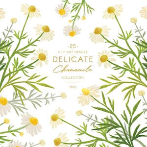ClipArt di fiori e fogliame di camomilla, illustrazioni di camomilla ad acquerello, illustrazioni botaniche di Belle Clipart Boutique