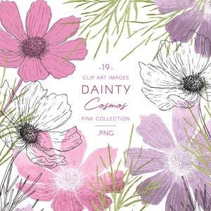 Kosmos Blume PNG Clipart, rosa Aquarell Illustration & Linie Kunst