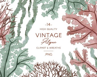 Vintage algen illustraties, aquarel zeewierillustraties & kransen