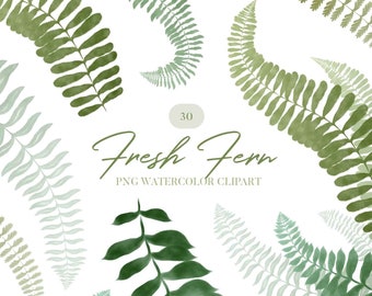 Watercolor Fern greenery PNG clip art, green plant illustration