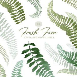 Aquarelle, fougère, verdure, clip art PNG, illustration de plante verte