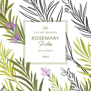 Rosemary Flowers & Foliage Clip Art Line Art Botanical - Etsy