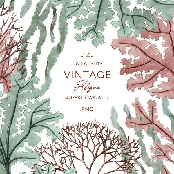 Vintage Algae clip art, watercolor Seaweed illustrations & wreaths