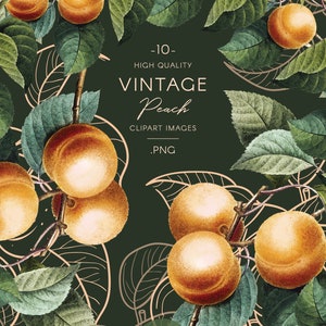 Vintage Apricot Clip Art, Fruit Illustrations, Botanical Sketches ...