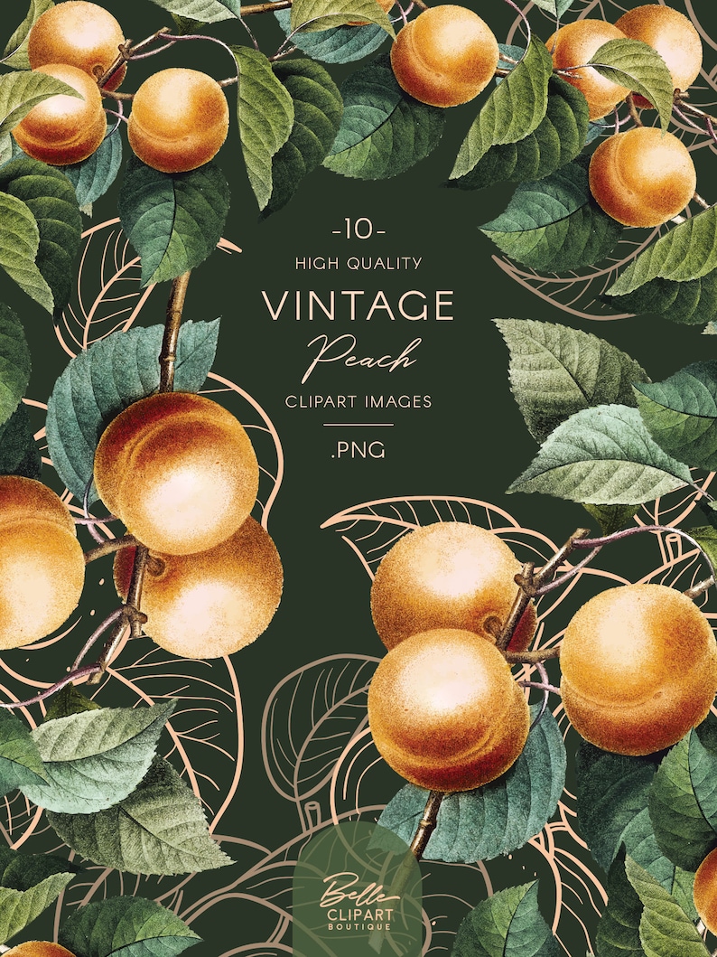 Vintage Apricot Clip Art Fruit Illustrations Botanical - Etsy