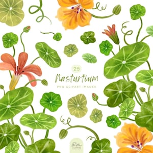 Aquarela Herb PNG clipart, planta Nasturtium Tropaeolum, ilustrações botânicas perenes de Belle Clipart