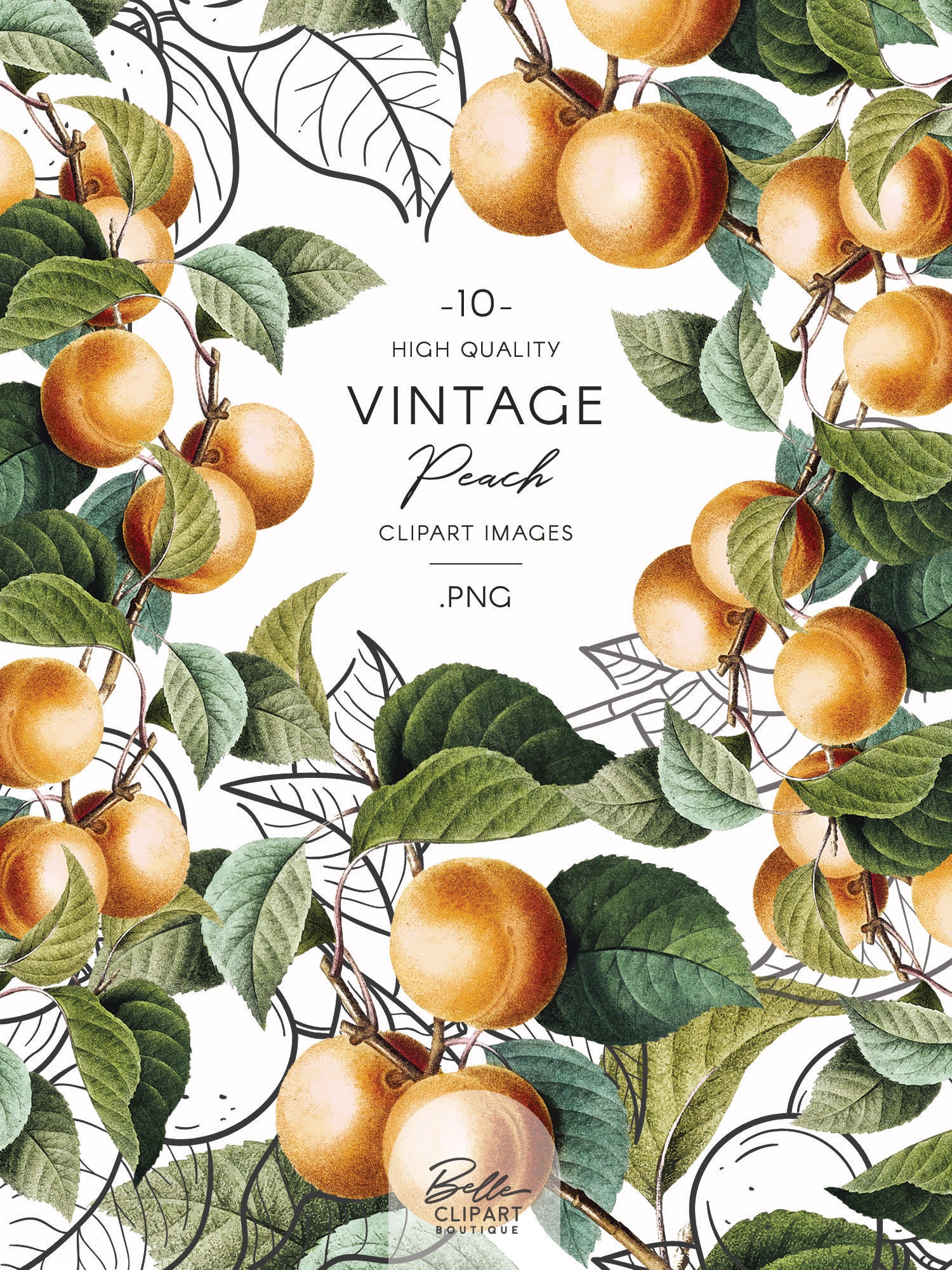 Vintage Apricot Clip Art, Fruit Illustrations, Botanical Sketches ...