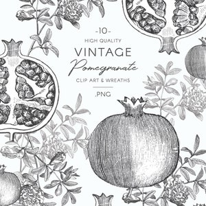 Może przedstawiać: Vintage czarno-białe ilustracje liniowe granat&oacute;w i liści. Tekst "Vintage Pomegranate Clip Art & Wreaths .PNG" jest zawarty w obrazie.