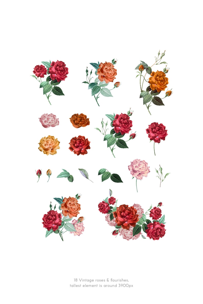 May include: A set of 18 vintage roses and floral elements in shades of red, orange, and pink. The tallest element is around 390 pixels.